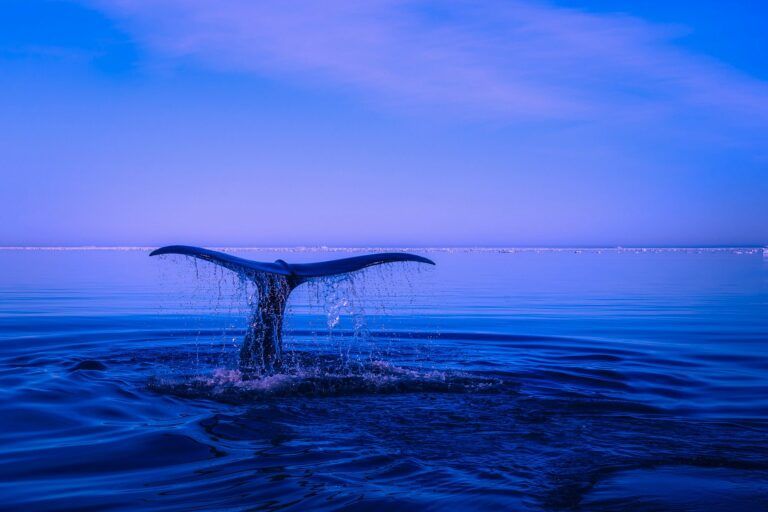 Crypto Whale Spends $25 Million on Ethereum Altcoins After SEC Clears Path for Spot Ether ETFs