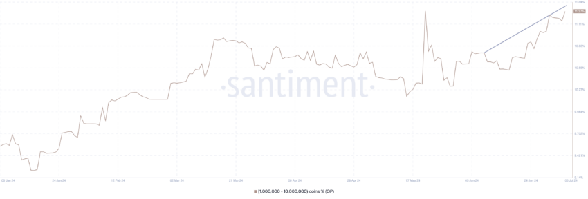 OP Whales Increase Holdings